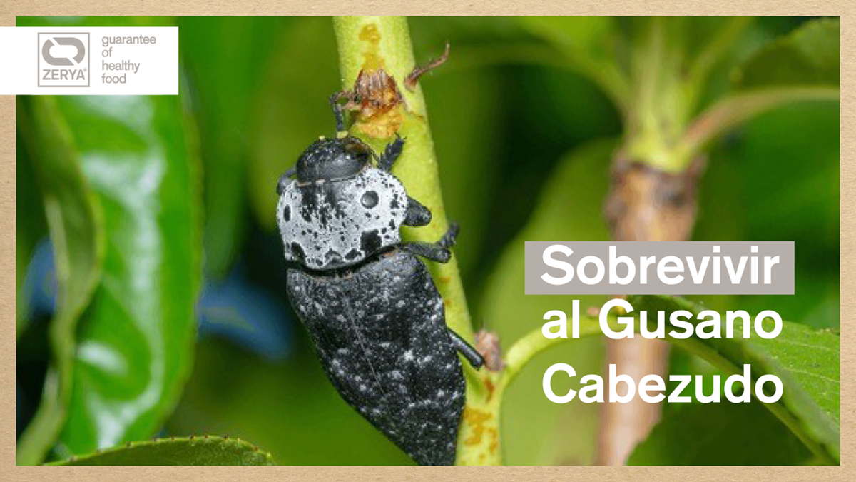 zerya gusano cabezudo|daños sistema vascular